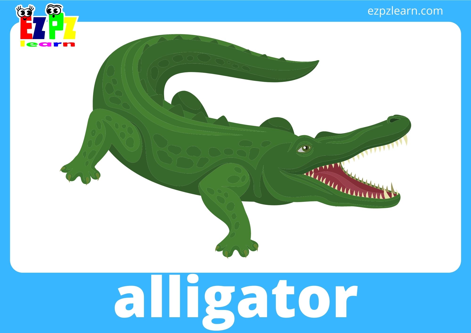 alligator